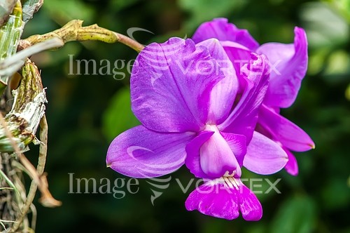 Flower royalty free stock image #451105835