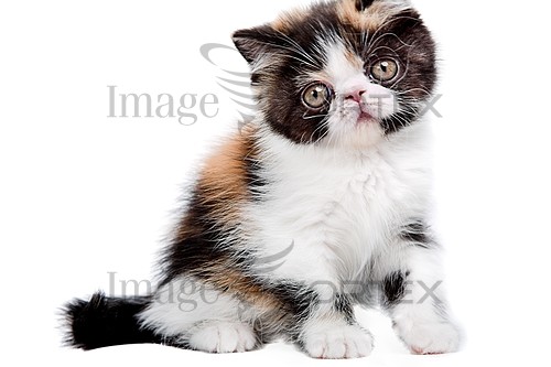 Pet / cat / dog royalty free stock image #451001225