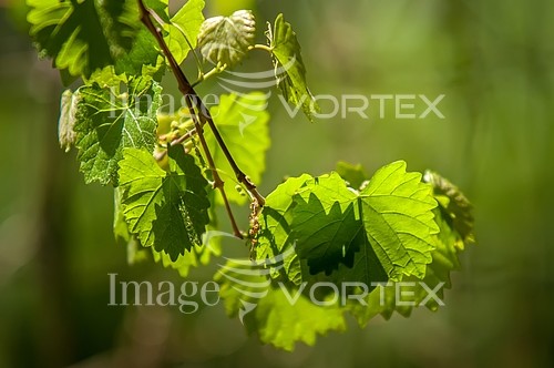 Industry / agriculture royalty free stock image #451166757