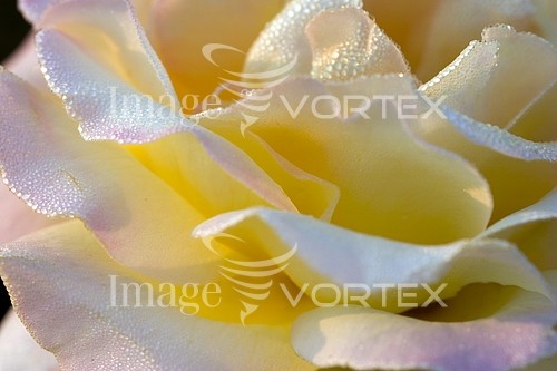 Flower royalty free stock image #452341435