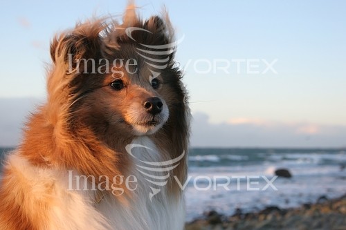 Pet / cat / dog royalty free stock image #453425599