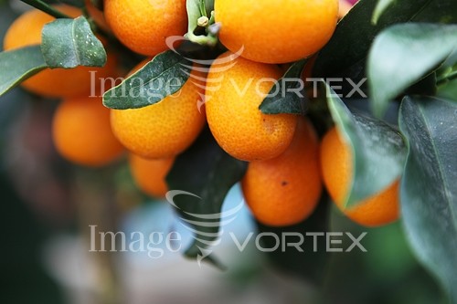 Industry / agriculture royalty free stock image #453707255