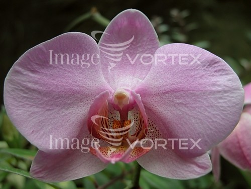 Flower royalty free stock image #453592276