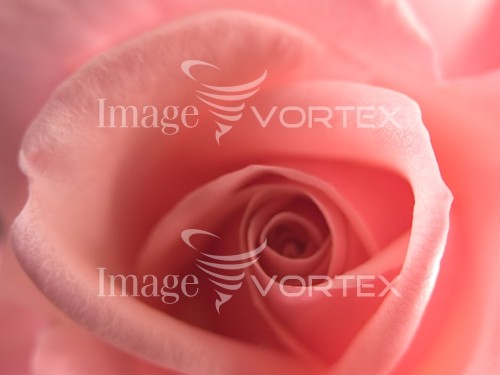 Flower royalty free stock image #453337838