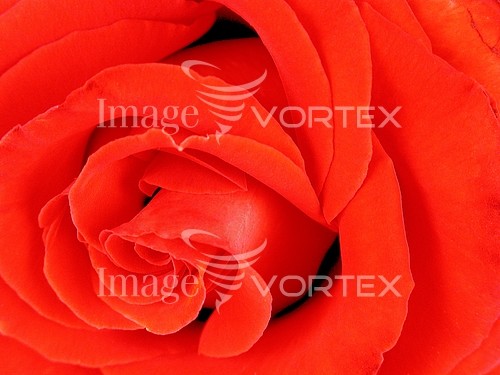 Flower royalty free stock image #453270325