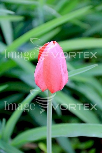 Flower royalty free stock image #454974045