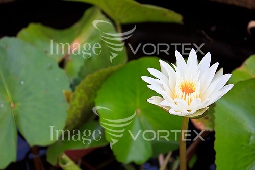 Flower royalty free stock image #454622166