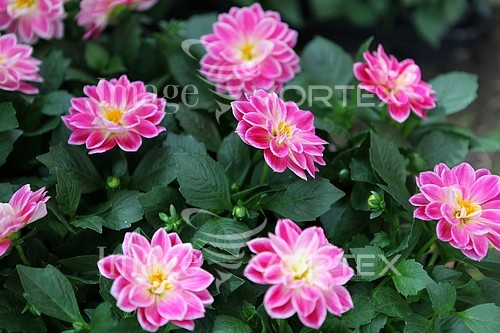 Flower royalty free stock image #455995947