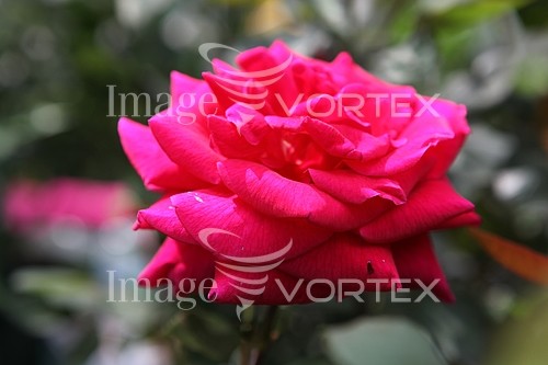 Flower royalty free stock image #455503063