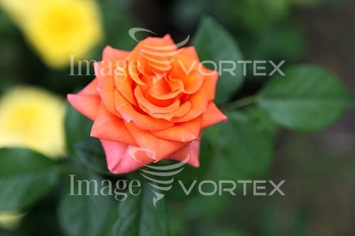 Flower royalty free stock image #455564646