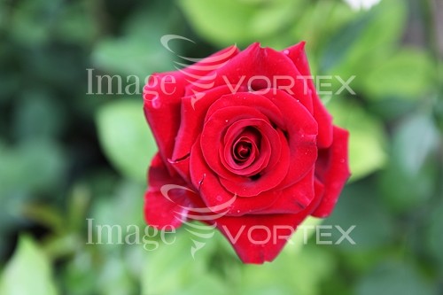 Flower royalty free stock image #455577064
