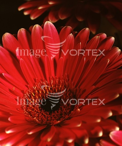 Flower royalty free stock image #456794936