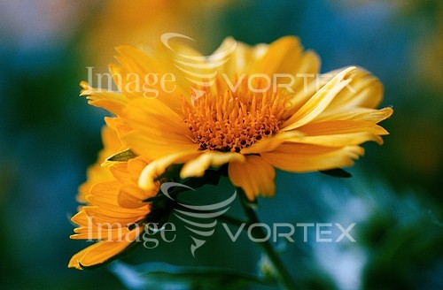 Flower royalty free stock image #456852398