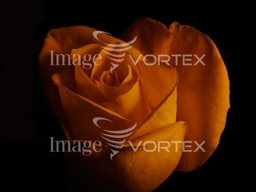 Flower royalty free stock image #456713299