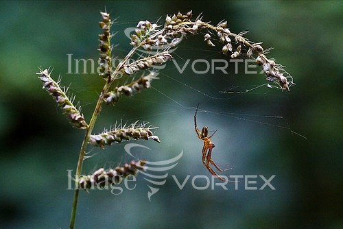 Insect / spider royalty free stock image #456846825