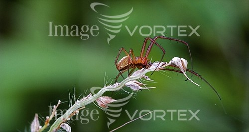 Insect / spider royalty free stock image #456852087