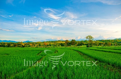 Industry / agriculture royalty free stock image #457311299