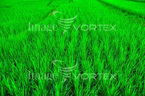 Industry / agriculture royalty free stock image #457330819