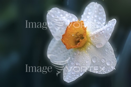 Flower royalty free stock image #457151062