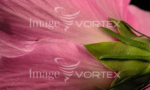 Flower royalty free stock image #459511835