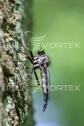 Insect / spider royalty free stock image #462217286