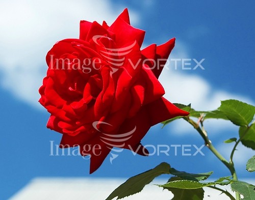 Flower royalty free stock image #462370630
