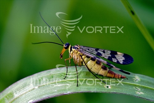 Insect / spider royalty free stock image #462999481