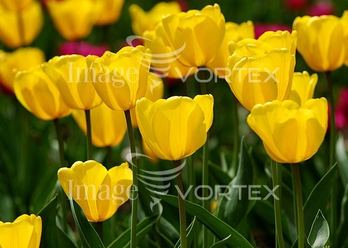 Flower royalty free stock image #463963275