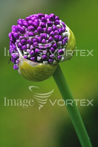 Flower royalty free stock image #465146362