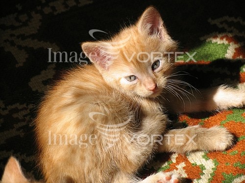 Pet / cat / dog royalty free stock image #466974277