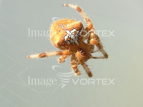 Insect / spider royalty free stock image #470762150