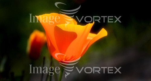 Flower royalty free stock image #473199964