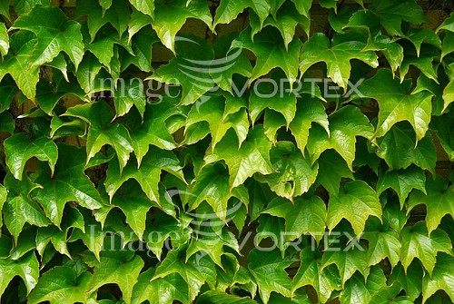 Background / texture royalty free stock image #473492655