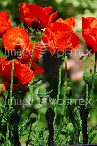 Flower royalty free stock image #473682443