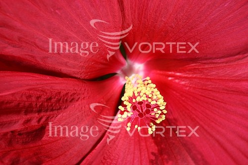 Flower royalty free stock image #475233214