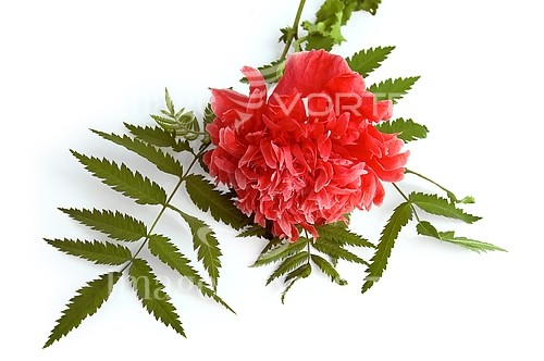 Flower royalty free stock image #476897395
