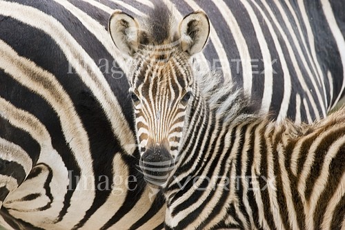 Animal / wildlife royalty free stock image #476964889