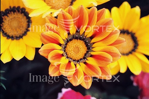 Flower royalty free stock image #477678968