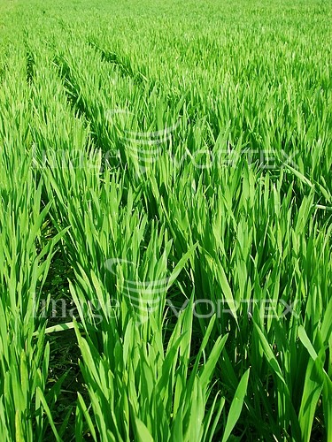 Industry / agriculture royalty free stock image #479930910