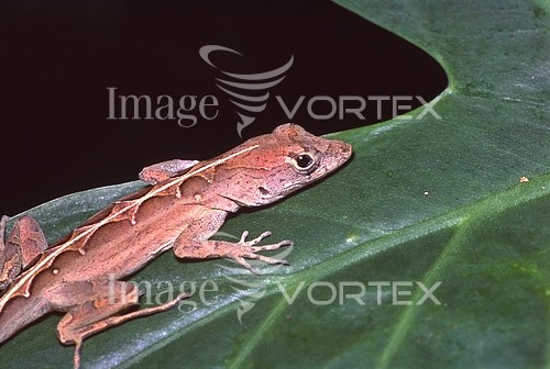 Animal / wildlife royalty free stock image #480128877