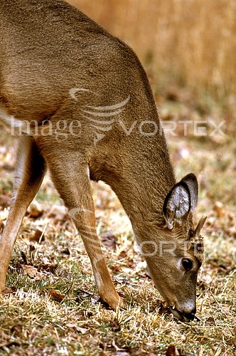 Animal / wildlife royalty free stock image #480588632