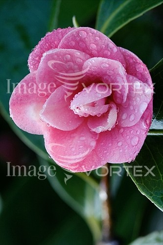 Flower royalty free stock image #483913348