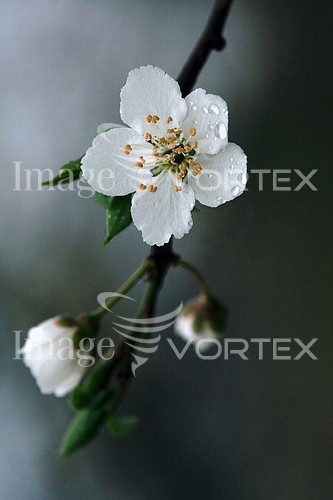Flower royalty free stock image #483958669