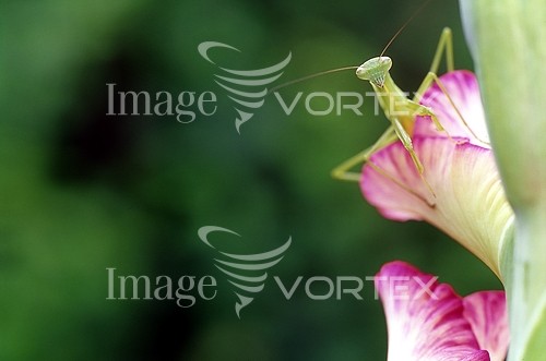 Insect / spider royalty free stock image #483060568