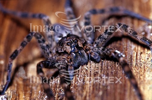 Insect / spider royalty free stock image #483716209
