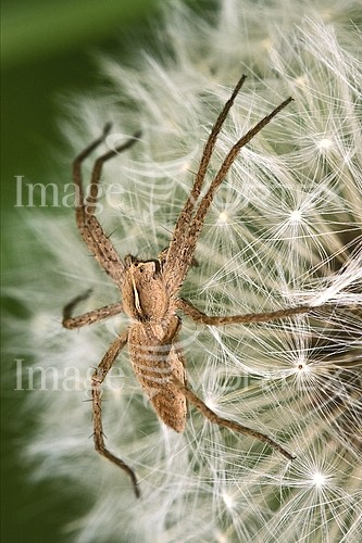 Insect / spider royalty free stock image #483885252