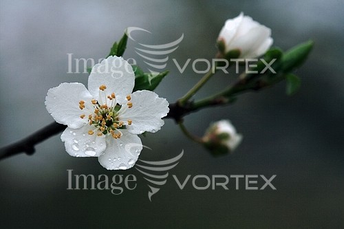 Flower royalty free stock image #485127706
