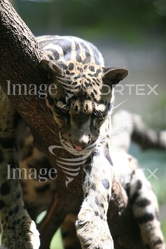 Animal / wildlife royalty free stock image #488000882