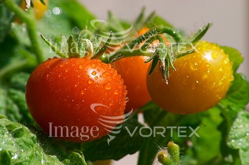 Food / drink royalty free stock image #488746686
