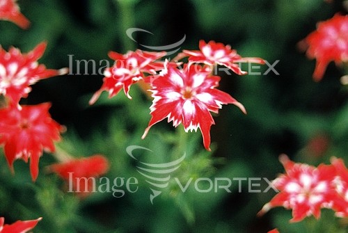 Flower royalty free stock image #490553741